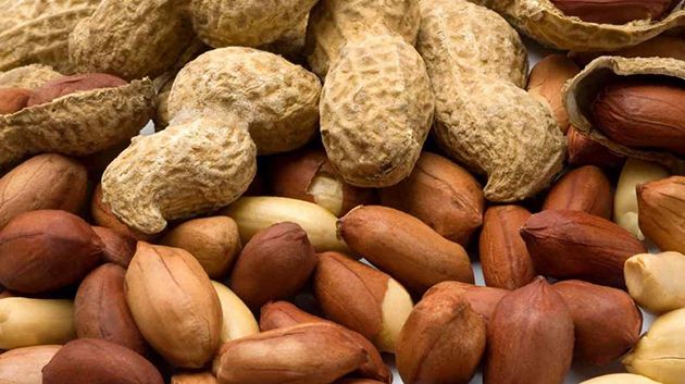 نابل: 60% نسبة تقدّم موسم الفول السوداني 'الكاكاوية'