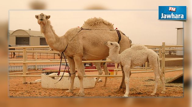ناقة تلد توأما بالتلقيح الاصطناعي
