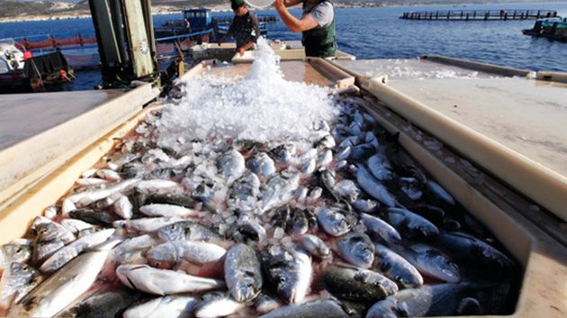 نابل: الثروة السمكية تُسجّل تراجعاً بنسبة تناهز 60 %