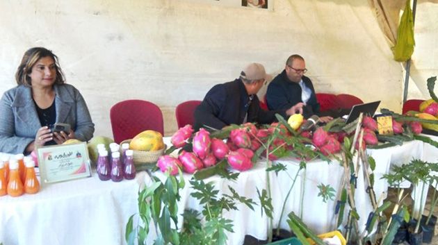 نابل: يوم ترويجي لفاكهة التنين بقرمبالية