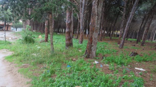 نابل: نحو تشجير  100 هك من الغابات بجبل قربص‎