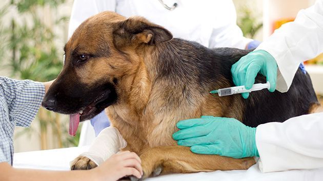 قابس تتصدّر ترتيب الولايات في التلقيح ضدّ داء الكلب