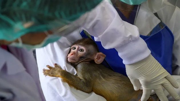 أمريكا: الحد من استخدام القردة في تجارب البحوث العلمية