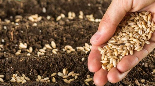 نابل: تعثر موسم الزراعات الكبرى بسبب نقص البذور الممتازة‎