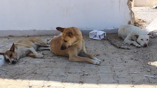 عميد البياطرة: 'نحن ضدّ القنص.. لكن إذا كان الكلب شرساً فلا بديل عن ذلك' (فيديو)