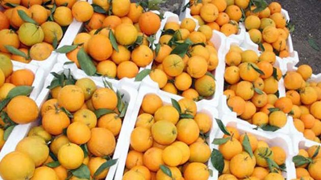 31 ديسمبر..  انطلاق موسم تصدير البرتقال المالطي إلى فرنسا