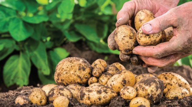 بني خلاد: إقبال متزايد على زراعة البطاطا بعد تراجع مساحات القوارص