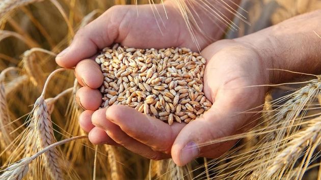 دراسة: الأمن الغذائي تحدّ استراتيجي يواجه تونس في أفق 2070