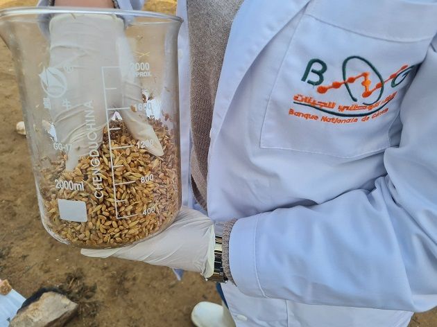 البنك الوطني للجينات: تركيز  مدارس حقلية بـ3 ولايات