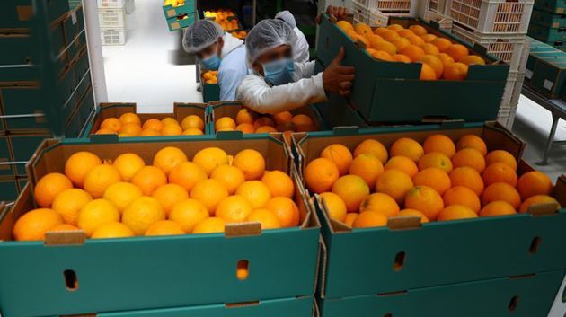 نابل.. انطلاق موسم تصدير المالطي الى السوق الفرنسية غدا