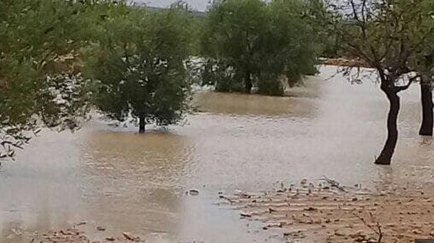 رئيس اتحاد الفلاحة بالقصرين: الأمطار الأخيرة تبشّر بموسم فلاحي واعد  