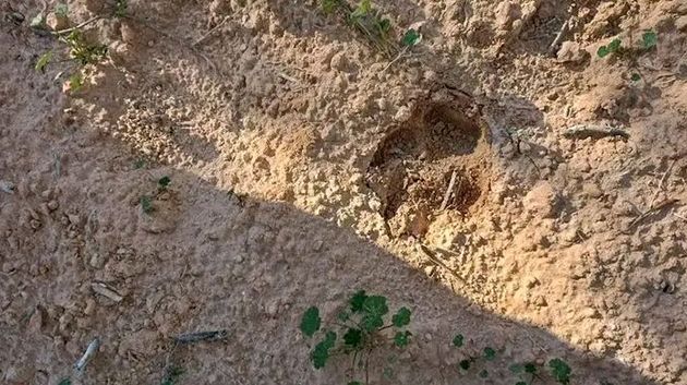 حيوان مفترس في قابس: نائب محلّي يدعو إلى القيام بحملة تمشيط واسعة (فيديو)