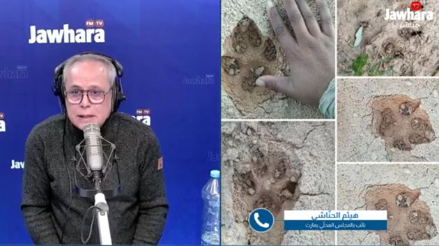 حيوان مفترس في قابس: نائب محلّي يدعو إلى القيام بحملة تمشيط واسعة