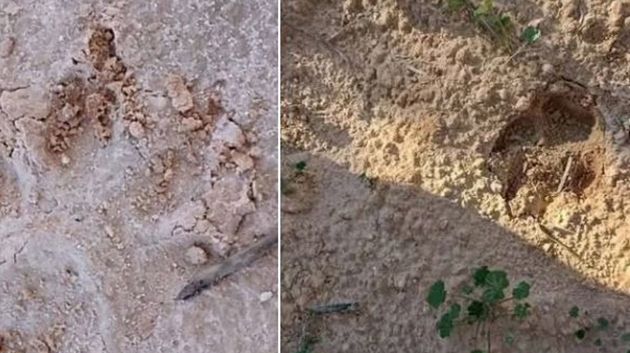 اتّحاد الفلاحة بڤابس: 'لم يتم العثور على الحيوان المفترس إلى حدّ الآن'