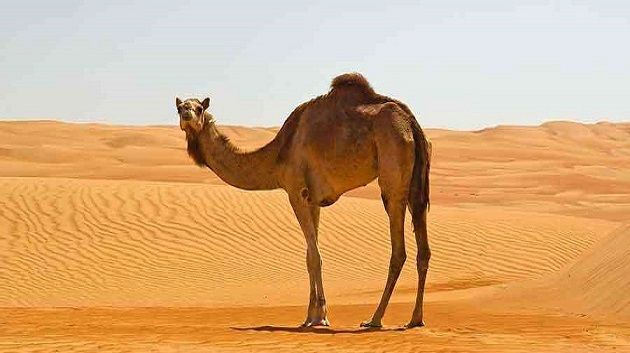 بعد تسجيل حالات نفوق: مخاوف لدى مربي الإبل في دوز