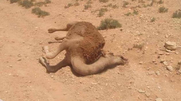 ما سبب النفوق الفجئي لعدد من رؤوس الإبل في ڨبلّي؟ (فيديو)