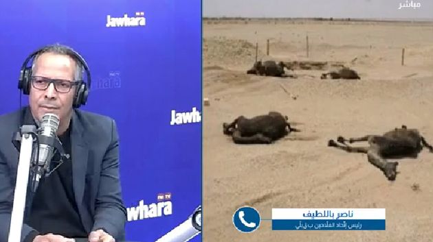 ما سبب النفوق الفجئي لعدد من رؤوس الإبل في ڨبلّي؟