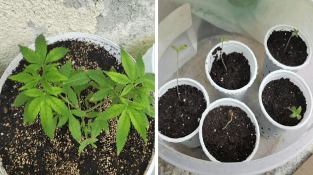 الكاف: القبض على شخصين بتهمة زراعة مواد مخدرة