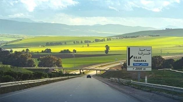 الأحد القادم: انطلاق البرنامج الخاص بتشجير الطرقات السيارة