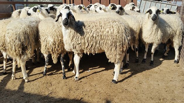 تجاوز عددها الـ50: سرقة المواشي في نصر الله لا تتوقّف والأهالي يستغيثون (فيديو)