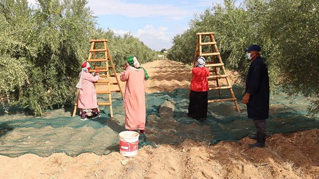 جندوبة: تقدّم موسم جني الزيتون بنسبة 80% 