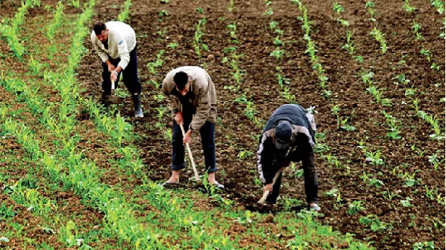 نابل: إيقاف 4 فلاّحين من الهوارية وإيداعهم بسجن بلي 