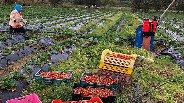 نابل: توقّعات بتراجع إنتاج الفراولة بين 10 و15 %
