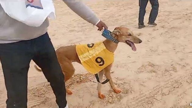 تنظيم الدورة 8 من المهرجان الدولي لسباق السلوقي في دوز