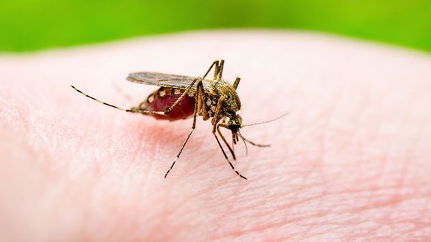 عميد البياطرة: 'أكثر من 3500 إصابة بـ'اللّيشمانيا' سنويًّا في تونس'