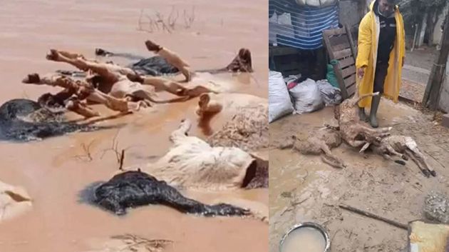 بنزرت: نفوق أكثر من 70 رأس غنم جرّاء السيول الجارفة (فيديو)