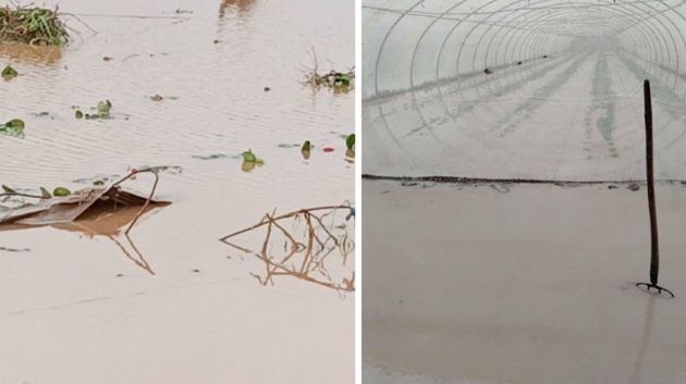 بني خلاد : نفوق مواشي.. انهيار آبار سطحية.. وخسائر فادحة