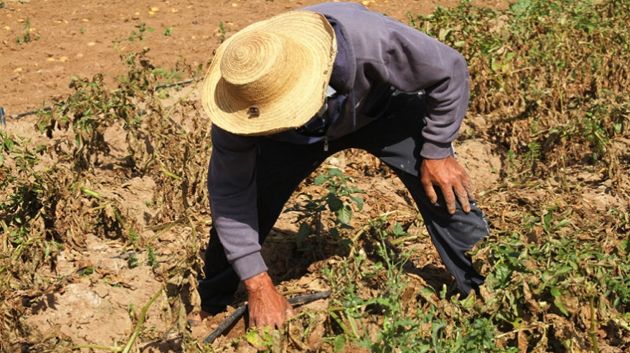 سليانة: اتحاد الفلاحة يدعو لتوفير الأسمدة و إنقاذ موسم الزراعات الكبرى