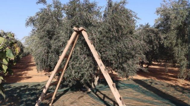 سوسة: عزوف عن جني الزيتون.. لهذه الأسباب