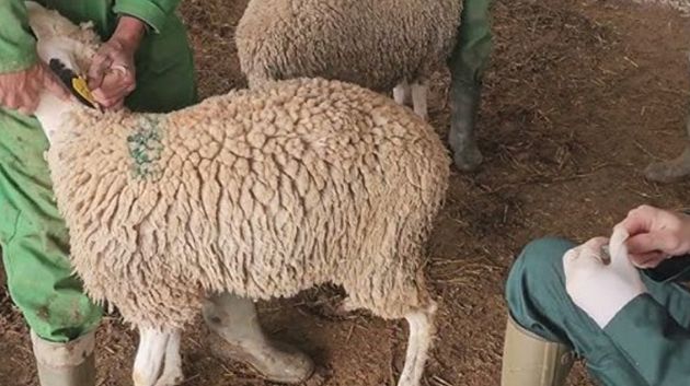 وزارة الفلاحة تحذّر مُربي الماشية من مرض 'بومريرة'