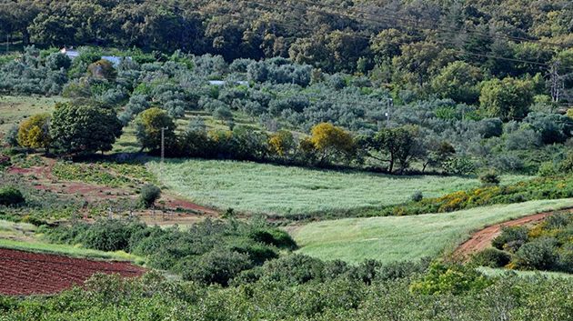 منتدى الحقوق الاقتصادية والاجتماعية يدعو إلى مراجعة مجلّة الغابات