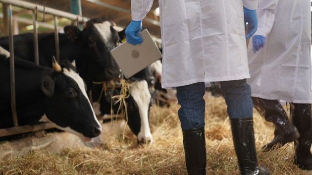 غرّة فيفري: انطلاق الحملة الوطنية لتلقيح القطيع 