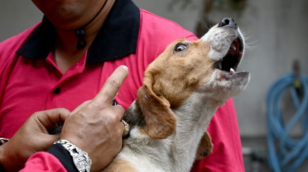 وزارة الصحة: توصيات للوقاية من داء الكلب 