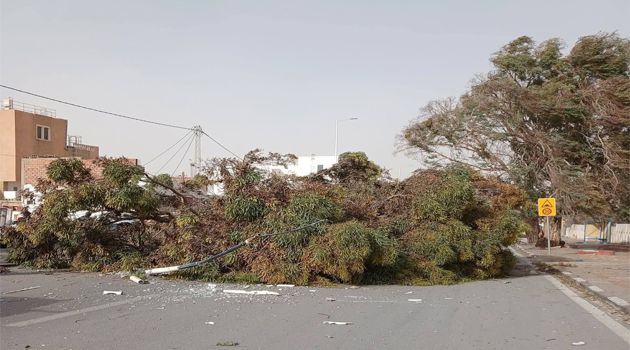 قبلي.. سقوط  أشجار وأعمدة كهربائية اثر رياح رملية قوية