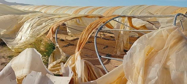 قبلي.. أضرار فادحة بالبيوت الزّراعية المحمية إثر الرياح القوية أمس