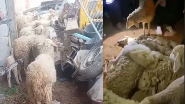 القبض على عصابة لسرقة الأغنام في نصر الله: الفلاح المتضرّر يروي التفاصيل (فيديو)