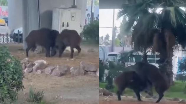 خنازير بريّة تتجوّل في قلب العاصمة: ماذا يحدث؟ (فيديو)