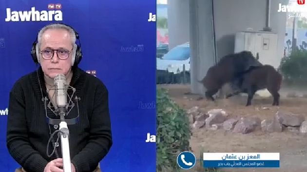 خنازير بريّة تتجوّل في قلب العاصمة: ماذا يحدث؟