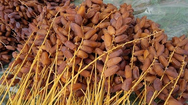 بينها تونس.. قائمة أكبر الدول المصدّرة للتمور في العالم