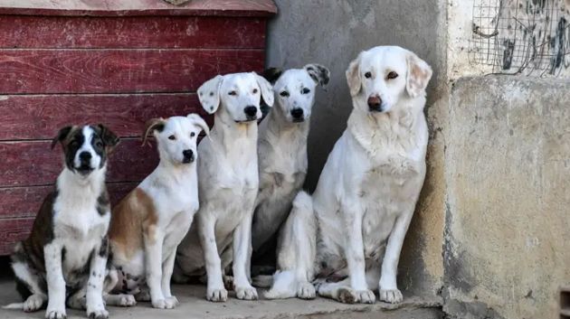 جمعية الرحمة للرفق بالحيوان تدعو الى تسريع النظر في مقترح قانون يتعلق بحماية الحيوان ومنع قنص الكلاب