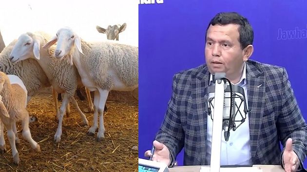 النّائب خالد حكيم مبروكي: 'السّنة الماضية تمّ ذبح إناث الأغنام في عيد الأضحى' (فيديو)