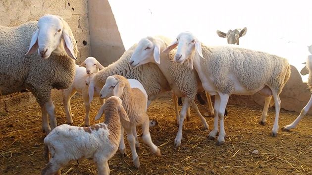 القيروان: خطأ في استعمال وصفة طبيّة بيطريّة يُسفر عن نفوق حواليْ 40 نعجة (فيديو)