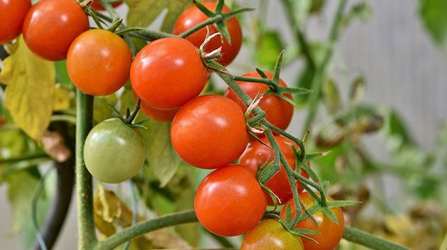 نابل: انطلاق موسم زراعة الطماطم بنسق بطيء