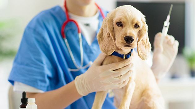 إدارة المصالح البيطرية تُشدّد على اليقظة الصحيّة وتكثيف التلقيح 