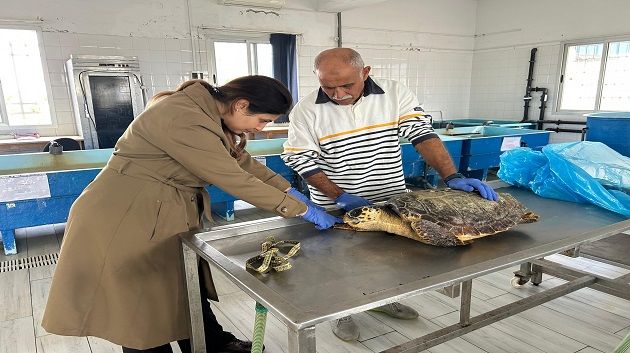 نفوق سلحفاة بحرية بخليج المنستير (صور)