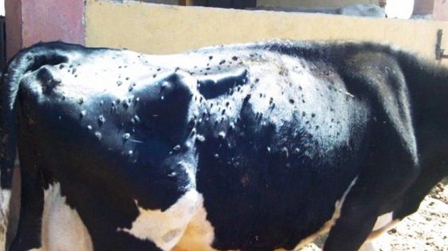 وزير الفلاحة : تخصيص 2 مليون دينار لمجابهة مرض الجلد العقدي لدى الأبقار 